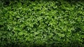 Abstract texture and background as greenwall. AI Generative Royalty Free Stock Photo