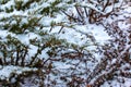 Abstract texture background of Blue Danube juniper plants covered in deep snow in winter, with copy space Royalty Free Stock Photo