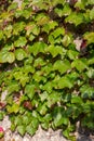 Abstract texture background of a Boston ivy vine growing on a stone wall