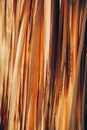 Abstract texture background with close up of dried natural palm tree leaf Royalty Free Stock Photo