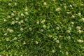 Abstract texture background, natural bright green grass Royalty Free Stock Photo