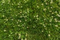 Abstract texture background, natural bright green grass with white flowers of clover, close-up lawn carpet, top view. Royalty Free Stock Photo