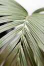 Abstract texture background. Palm leaf. Beautiful light shadow on a large palm leaf. Royalty Free Stock Photo