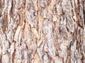 Abstract texture background photo brown, grey mango tree bark arranged in lines it beautiful. Royalty Free Stock Photo