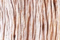 Abstract texture background photo brown, grey solid wood pattern tree bark arranged in lines it beautiful. Royalty Free Stock Photo