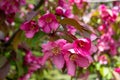 Abstract texture background view of beautiful deep pink apple tree blossoms Royalty Free Stock Photo