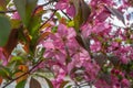 Abstract texture background view of beautiful deep pink apple tree blossoms Royalty Free Stock Photo