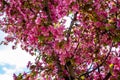 Abstract texture background view of beautiful deep pink apple tree blossoms Royalty Free Stock Photo