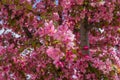 Abstract texture background view of beautiful deep pink apple tree blossoms Royalty Free Stock Photo