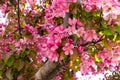 Abstract texture background view of beautiful deep pink apple tree blossoms Royalty Free Stock Photo