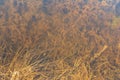 Abstract texture based on vegetation and water. Yellow dry grass and various freshwater algae under water. Flooded meadow in the Royalty Free Stock Photo
