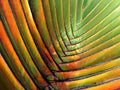 Abstract texture of colorful palm tree for background or design stock photo, multicolour summer plant Royalty Free Stock Photo