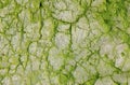 Abstract texture with cracks and green mold.