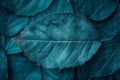 Abstract texture of dark teal leaf for background, closeup view. nature concept. Royalty Free Stock Photo