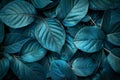 Abstract texture of dark teal leaf for background, closeup view. nature concept. Royalty Free Stock Photo