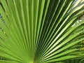Abstract texture of green color palm tree for background or design stock photo, tropical summer plant Royalty Free Stock Photo