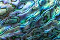 The abstract texture of Haliotis iris also known as paua abalone or ormer shell