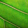 abstract texture leaf, natural structure of leaves, eco background Royalty Free Stock Photo
