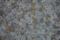 abstract texture of lichen on concrete or stone Royalty Free Stock Photo