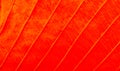 Abstract texture of Macro view of leaf texture Royalty Free Stock Photo