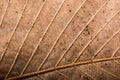 Abstract texture of Macro view of leaf texture Royalty Free Stock Photo