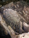 Abstract texture on mountain stone in Himalayas, Kasol, Parvati valley, Himachal Pradesh, India