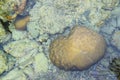 Abstract Texture Natural Background - Marine Life - Underwater Stones and Coral Reef - Scleractinia Royalty Free Stock Photo