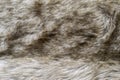 Abstract texture of old wolf fur fabric Royalty Free Stock Photo