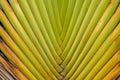 Abstract texture pattern detail banana fan background.palm leaf background in nature weave pattern Royalty Free Stock Photo