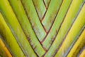 texture pattern detail banana fan background.palm leaf background in nature weave pattern Royalty Free Stock Photo