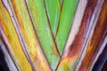 Texture pattern detail banana fan background.palm leaf background in nature weave pattern Royalty Free Stock Photo