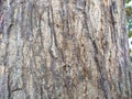 Abstract texture pattern of old tree skin surface Royalty Free Stock Photo