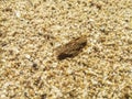 Abstract texture of sandy soil in the heap of West Kalimantan, Indonesia 12