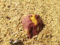 Abstract texture of sandy soil in the heap of West Kalimantan, Indonesia 15