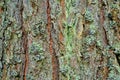 Abstract texture of the tree bark with green moss or mold Royalty Free Stock Photo