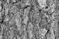 Abstract texture of the tree bark of monochrome tone Royalty Free Stock Photo