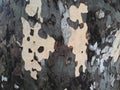 Abstract texture in a tree bark - Platanus