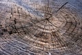 Texture of tree stump Royalty Free Stock Photo