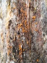 Abstract texture of a tree trunk with a bright orange lichen or fungus Royalty Free Stock Photo