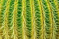 Abstract textured background of a barrel cactus echinocactus grusonii, extreme close up