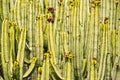 Abstract textured background, close up of Euphorbia candelabrum, a succulent plant