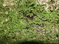 Abstract background of green lichen on the tree bark. Tree bark covered with different moss and lichen