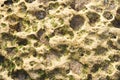 Abstract textured background of the rock of dead corals