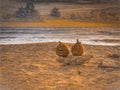 Abstract Textured Eerie Pumpkins on the Beach