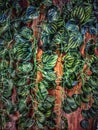 Abstract textured green plant leaves, nature background, hanged