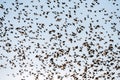 An abstract textured photograph of a large flock of Quelea birds Royalty Free Stock Photo