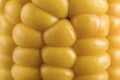 Abstract textured yellow background, corn kernels close-up Royalty Free Stock Photo