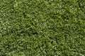 Abstract Textures and Backgrounds: Green Grass Royalty Free Stock Photo