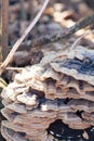 Abstract textures of mushrooms Royalty Free Stock Photo