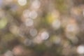 Abstract Textures: Natural Foliage As Blurred Multicoloured Bokeh